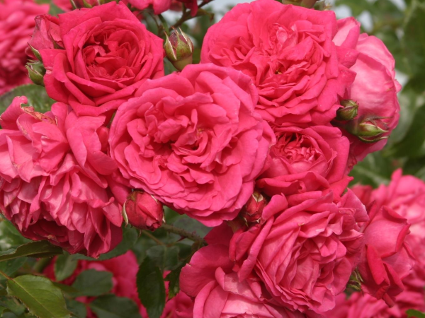 Цветы :: Розы :: Розы плетистые :: Роза Лагуна