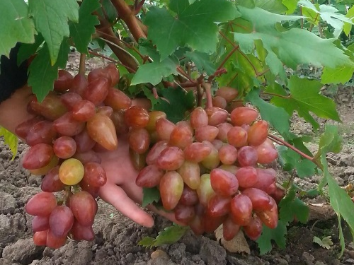 Сорт винограда коронный фото и описание