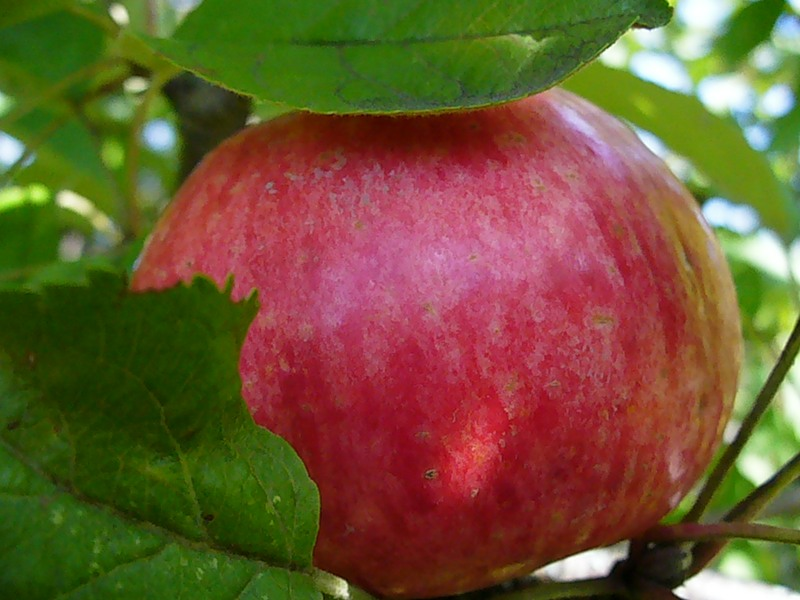 Сорт яблок услада фото и описание сорта фото