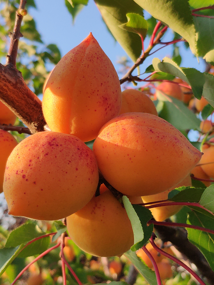 Яблоня абрикосовое описание сорта фото