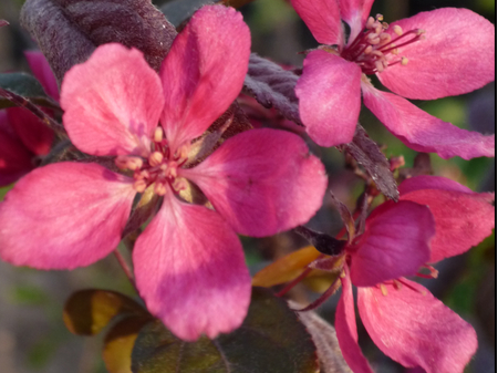 Цветок яблони Редлав