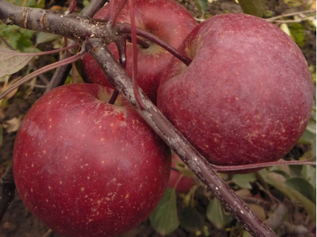 Плоды яблони Редлав