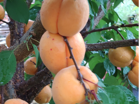 Абрикос Харгранд плоды на дереве Барский Сад 2020